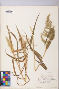 Echinochloa muricata var. muricata image