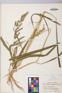 Echinochloa muricata var. muricata image