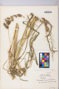 Echinochloa muricata var. muricata image