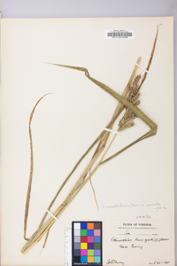 Echinochloa muricata var. muricata image