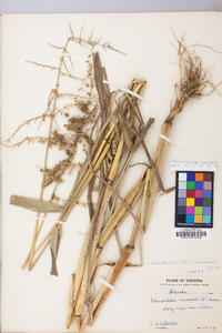 Echinochloa muricata var. muricata image