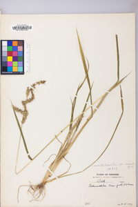 Echinochloa muricata var. muricata image