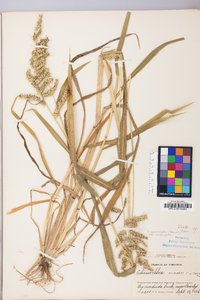 Echinochloa muricata var. muricata image