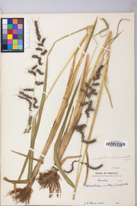 Echinochloa muricata var. muricata image