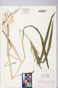 Echinochloa muricata var. muricata image