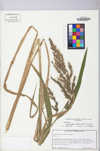 Echinochloa walteri image