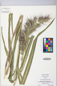 Echinochloa walteri image