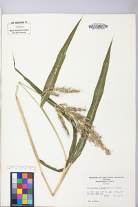 Echinochloa walteri image