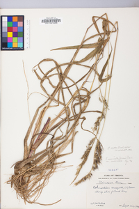 Echinochloa walteri image