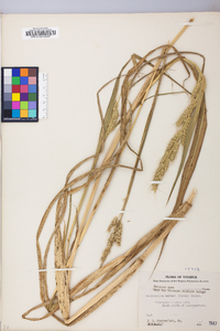 Echinochloa walteri image