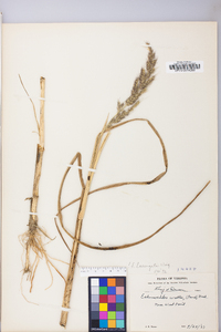 Echinochloa walteri image