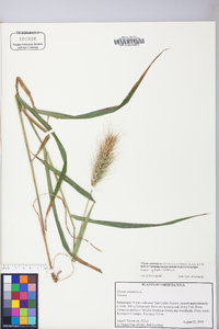 Elymus glabriflorus image