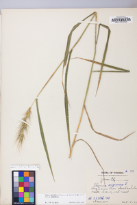 Elymus glabriflorus image