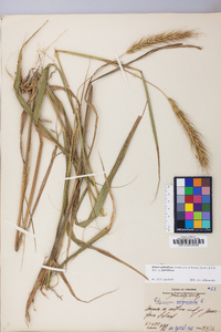 Elymus glabriflorus image