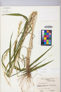 Elymus hystrix image