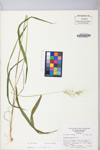 Elymus hystrix image