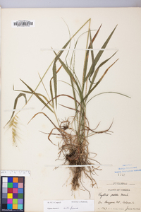 Elymus hystrix image