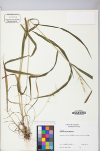 Elymus hystrix image