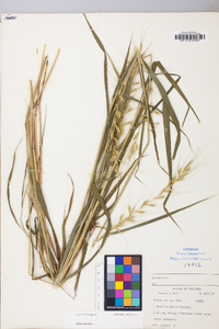 Elymus hystrix image