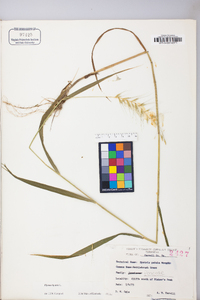 Elymus hystrix image