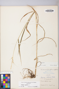 Elymus hystrix image