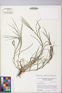 Paspalum dissectum image