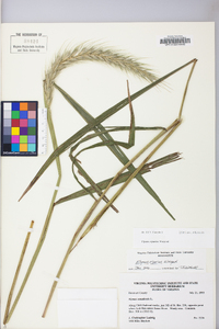 Elymus riparius image