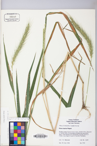 Elymus riparius image