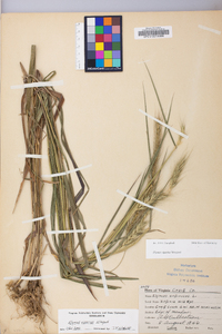 Elymus riparius image