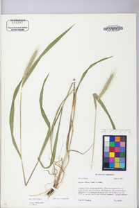 Elymus villosus image