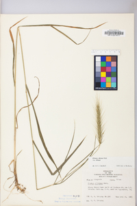 Elymus villosus image