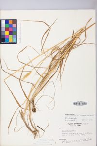 Elymus virginicus var. intermedius image