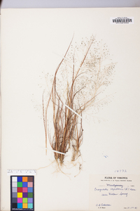 Eragrostis capillaris image