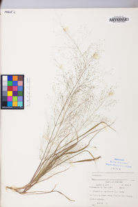 Eragrostis capillaris image