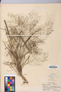 Eragrostis capillaris image