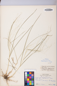 Eragrostis capillaris image