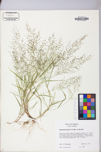 Eragrostis frankii image