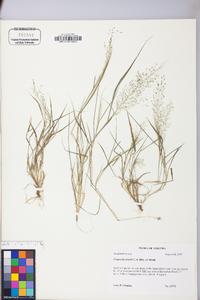 Eragrostis frankii image