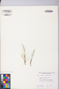 Eragrostis frankii image