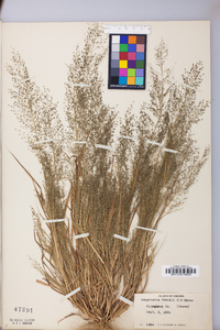 Eragrostis frankii image