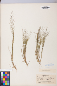 Eragrostis frankii image