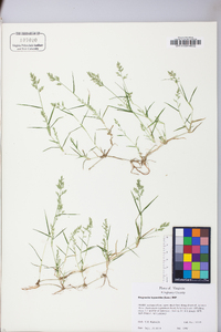 Eragrostis hypnoides image