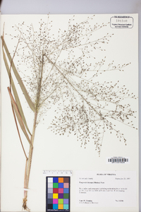 Eragrostis hirsuta image