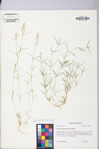 Eragrostis hypnoides image