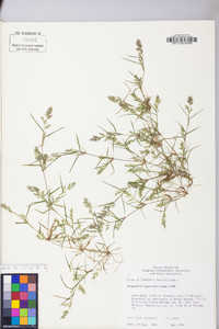 Eragrostis hypnoides image