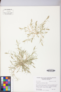 Eragrostis hypnoides image