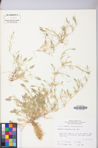 Eragrostis hypnoides image