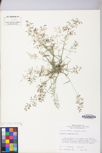 Eragrostis minor image