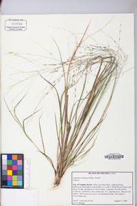 Eragrostis refracta image