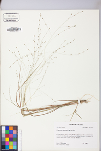 Eragrostis refracta image